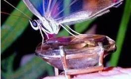 双鱼座代表的蝴蝶