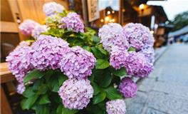 猪宝宝名字打分，2019宝宝名字打分