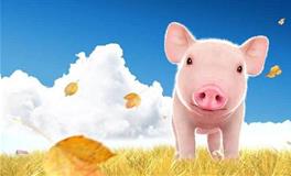 2019猪宝宝男孩名字