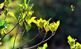 春分的解释，春分的习俗