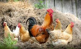 孕妇梦见大公鸡是什么意思