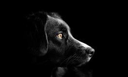 孕妇梦见大黑狗是什么意思