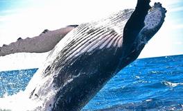 孕妇梦到鲸鱼是什么意思