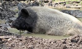 梦见两头大死猪