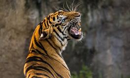 梦见老虎跑出来咬人