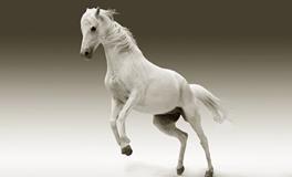 梦见自己追不上白马