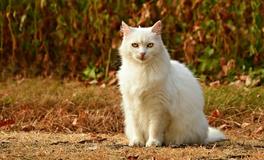 梦见自己救了一只白色的猫