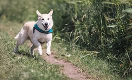 梦见儿子杀死狗