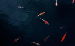 梦见井里有好多鱼