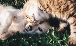 梦见睡觉时狗踩在自己身上