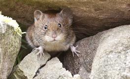 孕妇梦见好多老鼠是什么意思