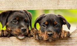 梦见老婆被狗咬