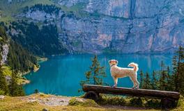 梦见狗离家出走