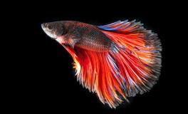 做梦梦见红色鲤鱼