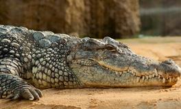 做梦梦见被鳄鱼咬