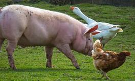 梦见很多猪逃跑了