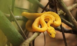 梦见蛇在家里被打死了