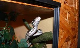 梦见毒蛇咬死了青蛙