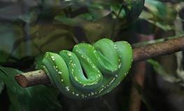 梦见蛇在蚊帐上面爬行