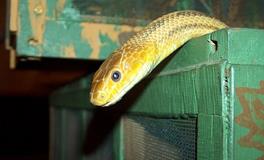 梦见蛇从房子里钻出来