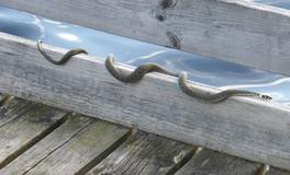 孕妇梦见青蛇是什么意思