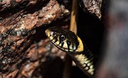 梦见自己被蛇咬伤