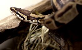 做梦梦见两条大蟒蛇