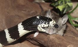 做梦梦到蛇和老鼠