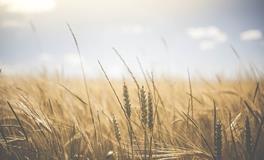 梦见自己和哥哥收割小麦