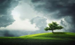 梦见客厅里有树