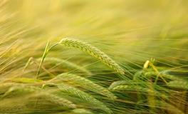 梦见收不到小麦