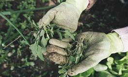 梦见在花生地除草