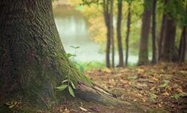 孕妇梦见桔子树是什么意思