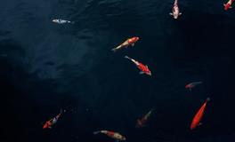 孕妇梦见红鲤鱼