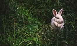 孕妇梦见杀兔子