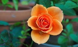 厨房养花风水禁忌