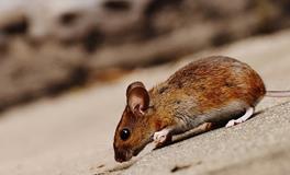 梦见老鼠咬脚后跟是吉祥之兆吗