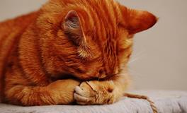 梦见老虎死了是什么含义