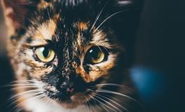 梦见猫把我的鱼偷吃了好吗