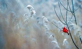 梦见下雪天桃花开