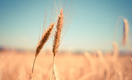 孕妇梦见麦子熟了