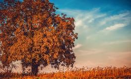 立秋有什么风俗