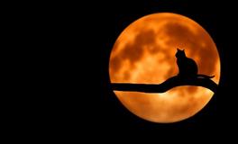 梦见猫和我说话