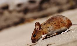 梦见老鼠在屋里跑