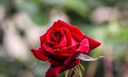 董易林2019年8月15日生肖运势