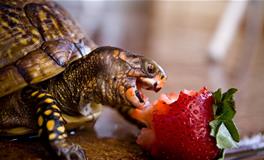 梦见寺庙的乌龟有哪些暗示