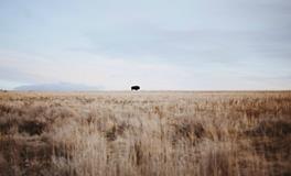 梦见播种谷物好吗