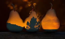 梦见一棵梨树上开满了花