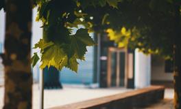 男人梦见甘蔗有什么寓意