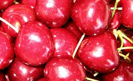 梦见樱桃树苗是什么预兆